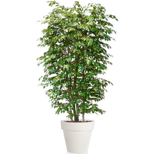 Planta semi-artificiala Ila, Ficus Golden Boschetto Lt. - 220 cm